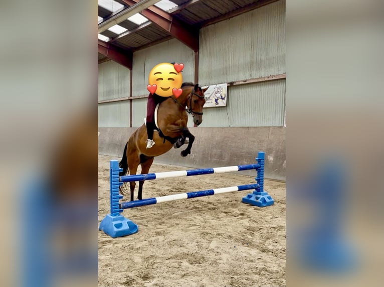 German Riding Pony Gelding 14 years 14,1 hh Brown in Leezdorf