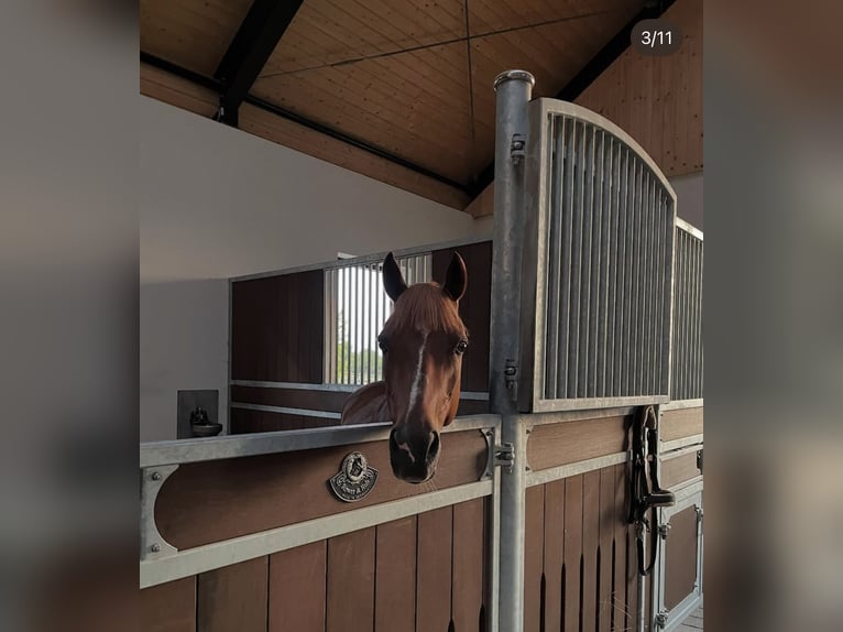 German Riding Pony Gelding 14 years 14,1 hh Chestnut-Red in W&#xFC;lfrath