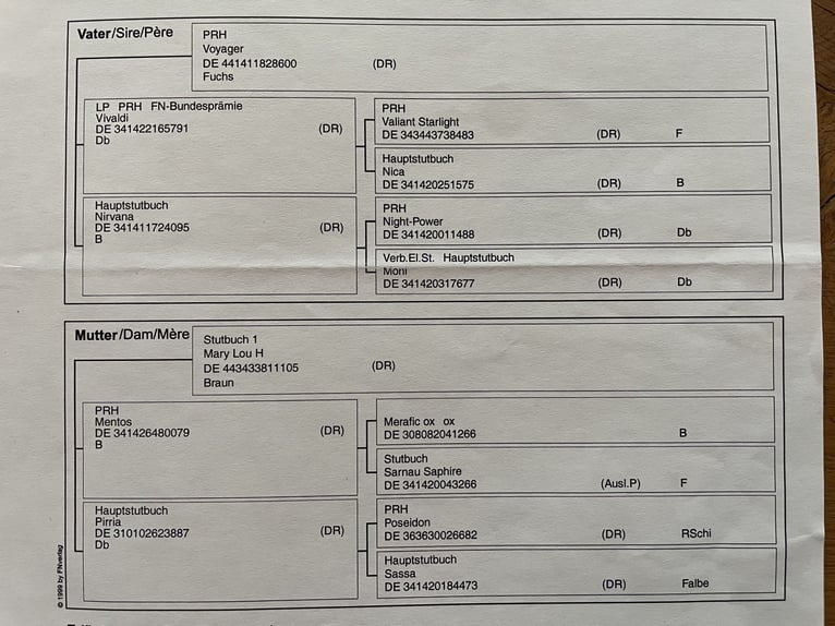 German Riding Pony Gelding 14 years 14,1 hh Chestnut-Red in W&#xFC;lfrath