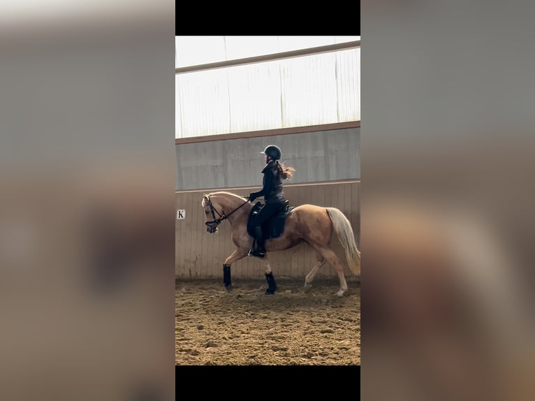 German Riding Pony Gelding 14 years 14,1 hh Palomino in Gescher