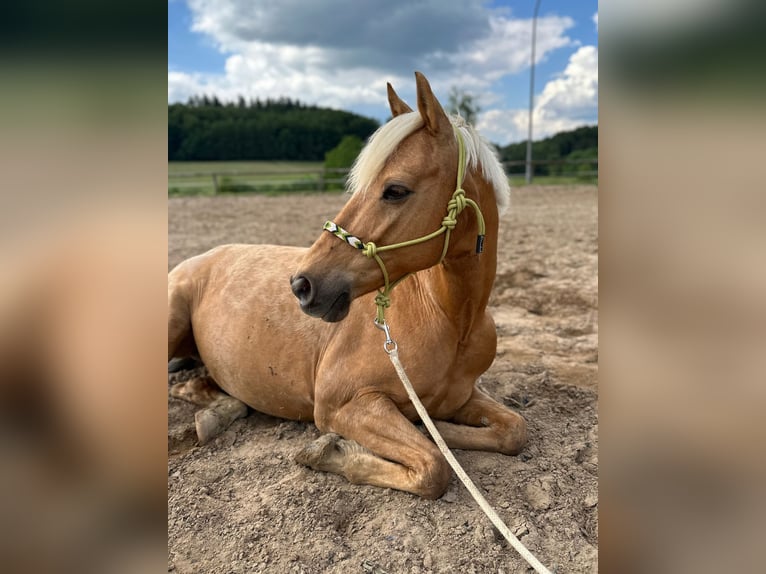 German Riding Pony Gelding 14 years 14,1 hh Palomino in Lautertal