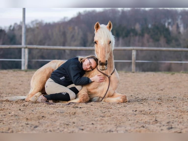 German Riding Pony Gelding 14 years 14,1 hh Palomino in Lautertal