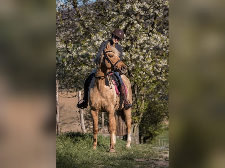 German Riding Pony Gelding 14 years 14,1 hh Palomino in Lautertal
