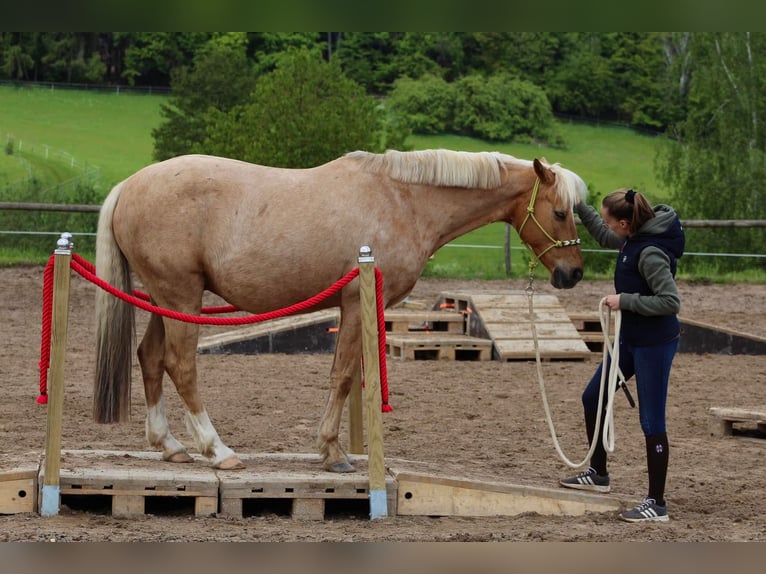 German Riding Pony Gelding 14 years 14,1 hh Palomino in Lautertal