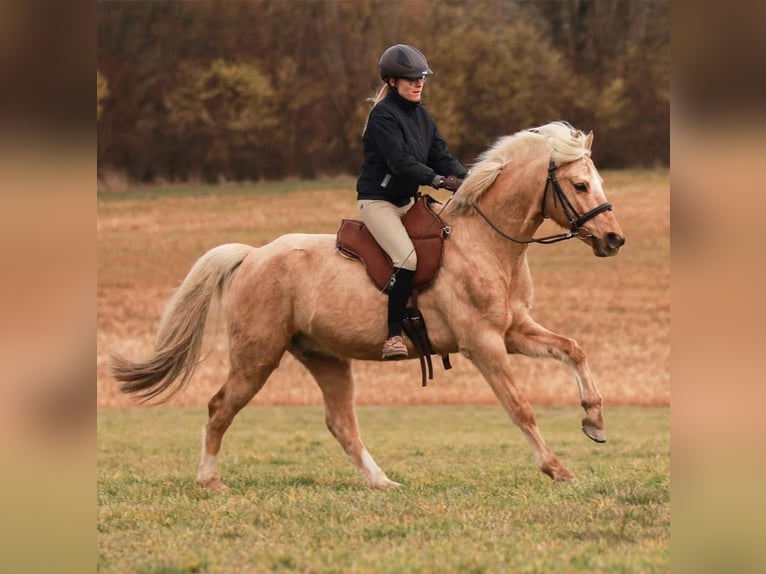 German Riding Pony Gelding 14 years 14,1 hh Palomino in Lautertal