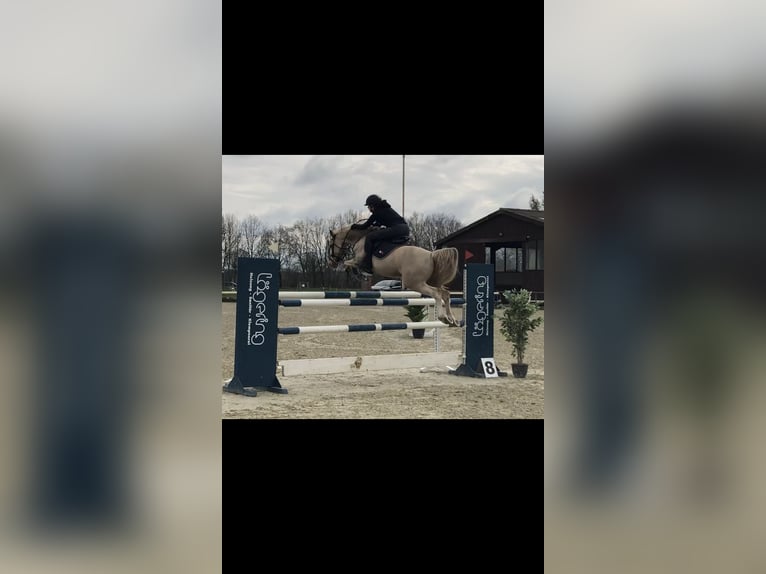German Riding Pony Gelding 14 years 14,1 hh Palomino in Haren