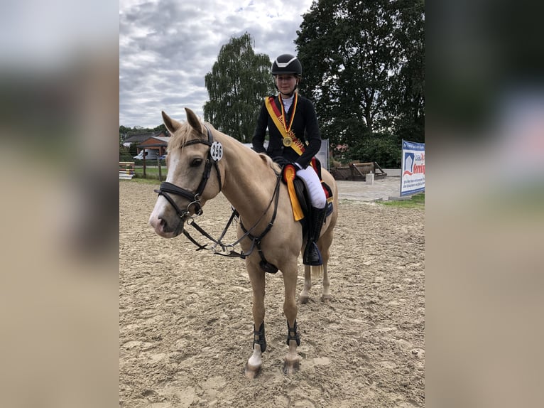 German Riding Pony Gelding 14 years 14,1 hh Palomino in Haren