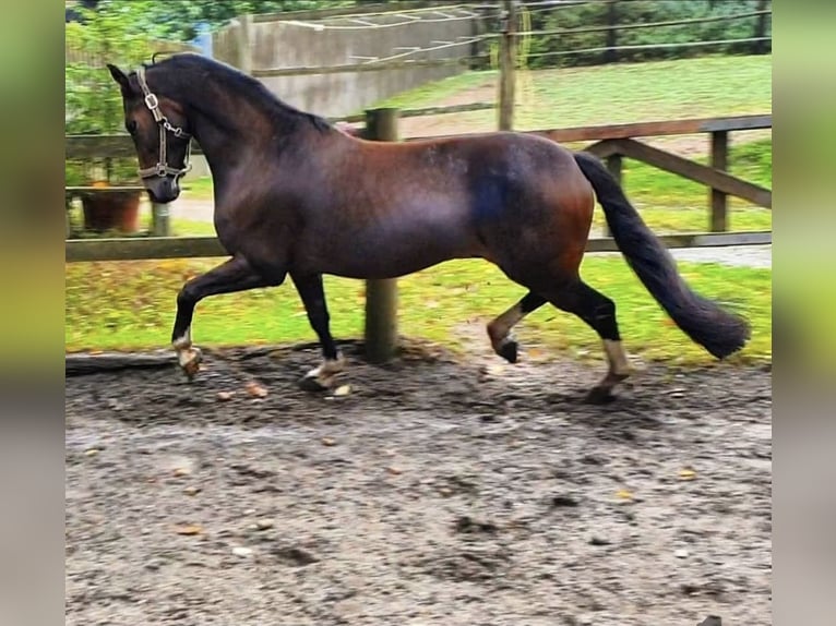 German Riding Pony Gelding 14 years 14,2 hh Bay-Dark in Stuttgart