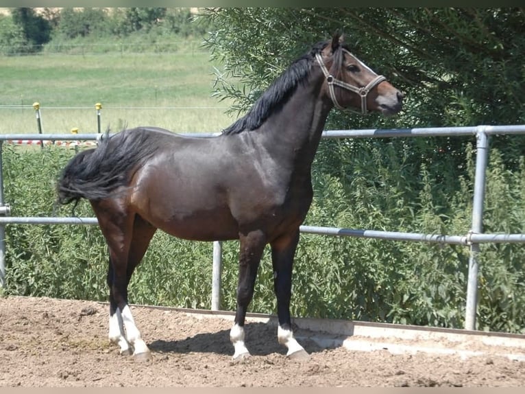 German Riding Pony Gelding 14 years 14,2 hh Bay-Dark in Stuttgart