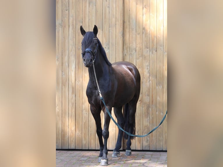 German Riding Pony Gelding 14 years 14,2 hh Black in Mettingen