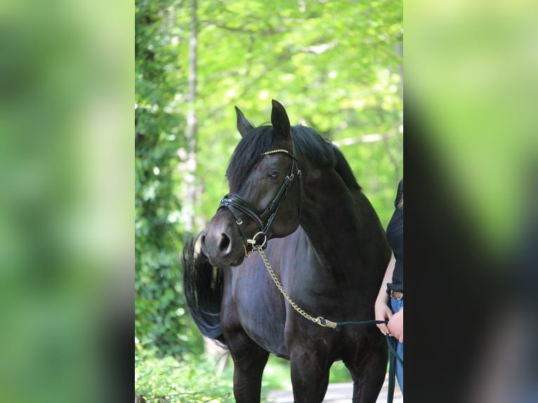 German Riding Pony Gelding 14 years 14,2 hh Black in Mettingen