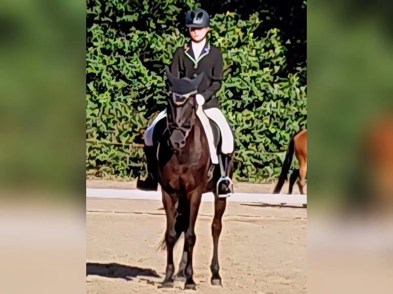 German Riding Pony Gelding 14 years 14,2 hh Black in Mettingen