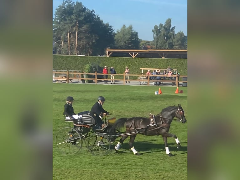 German Riding Pony Gelding 14 years 14,2 hh Black in Mettingen