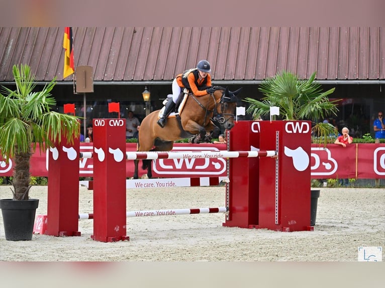 German Riding Pony Gelding 14 years 14,2 hh Brown in Ede