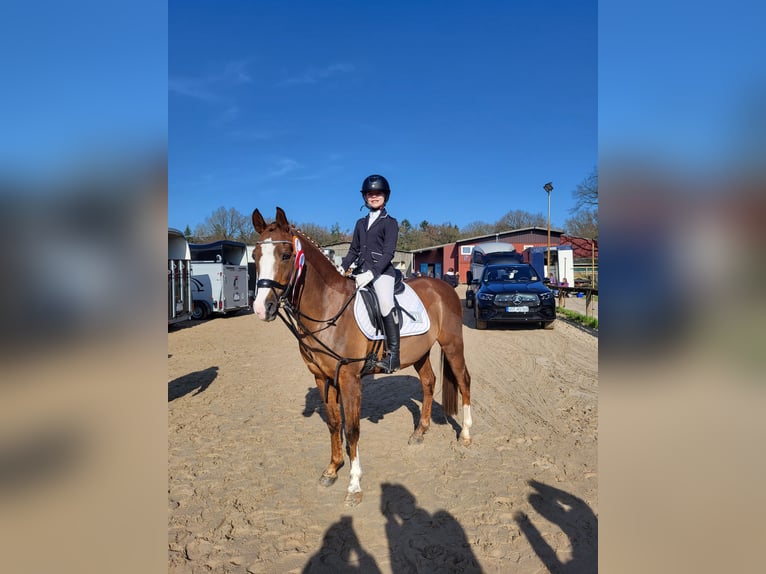 German Riding Pony Gelding 14 years 14,2 hh Chestnut-Red in Ganderkesee