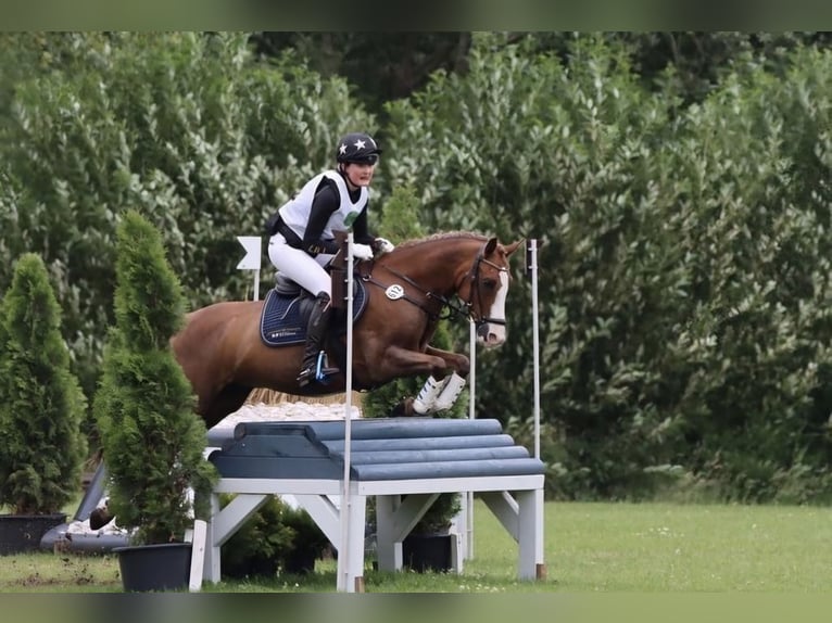 German Riding Pony Gelding 14 years 14,2 hh Chestnut-Red in Ganderkesee