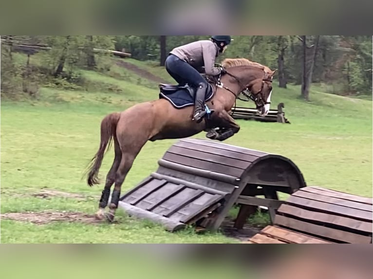 German Riding Pony Gelding 14 years 14,2 hh Chestnut-Red in Ganderkesee