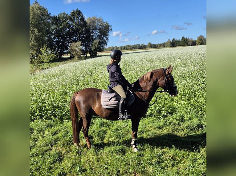 German Riding Pony Gelding 14 years 14,2 hh Chestnut-Red in Ganderkesee