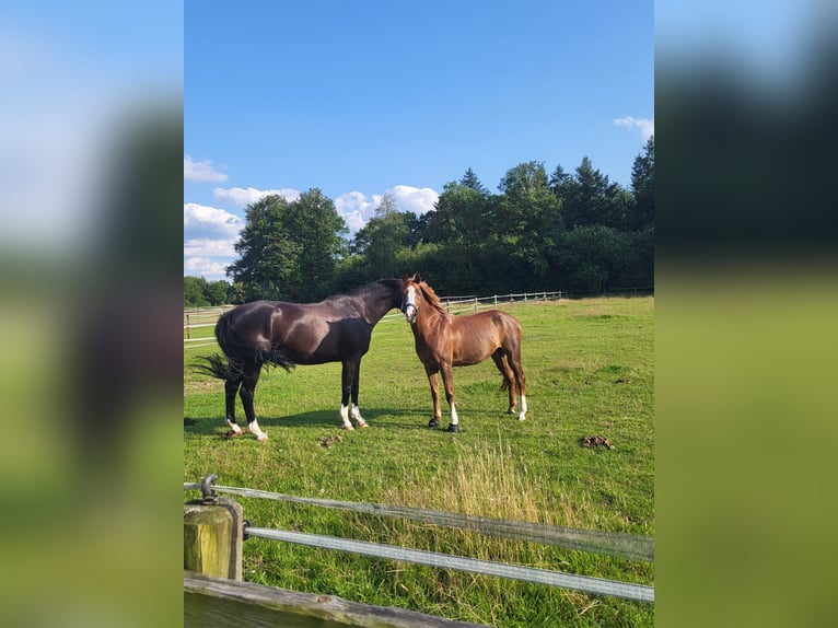 German Riding Pony Gelding 14 years 14,2 hh Chestnut-Red in Ganderkesee