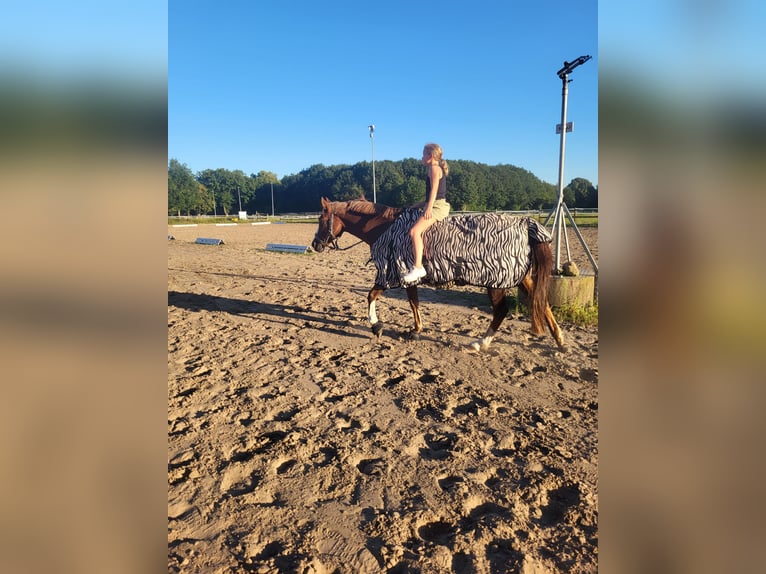 German Riding Pony Gelding 14 years 14,2 hh Chestnut-Red in Ganderkesee