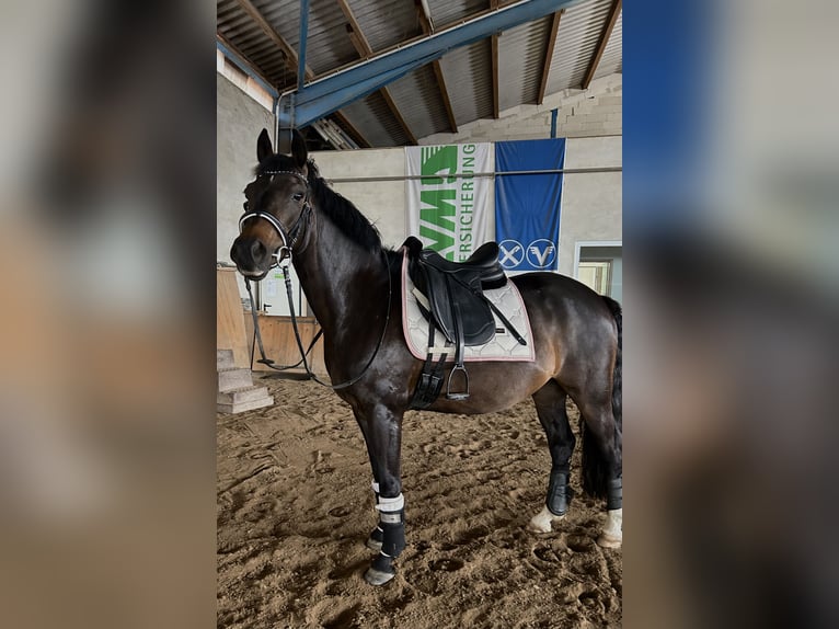 German Riding Pony Gelding 14 years 15 hh Black in DreiheideTürgau