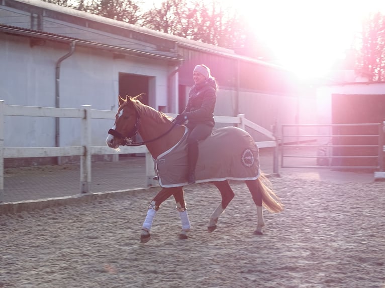 German Riding Pony Gelding 14 years 15,1 hh Chestnut-Red in Leverkusen