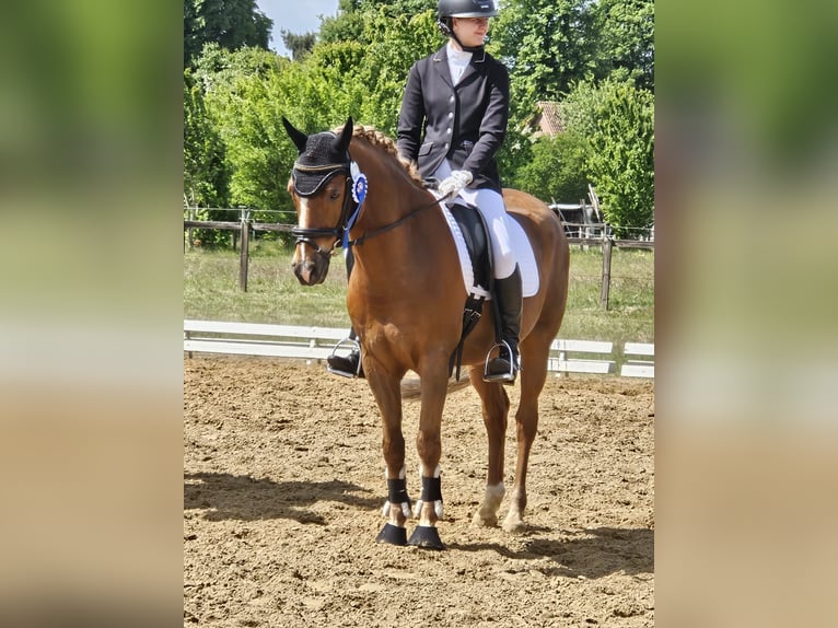German Riding Pony Gelding 14 years Chestnut-Red in Loxstedt