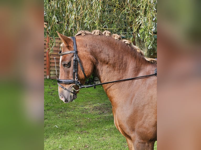 German Riding Pony Gelding 14 years Chestnut-Red in Loxstedt