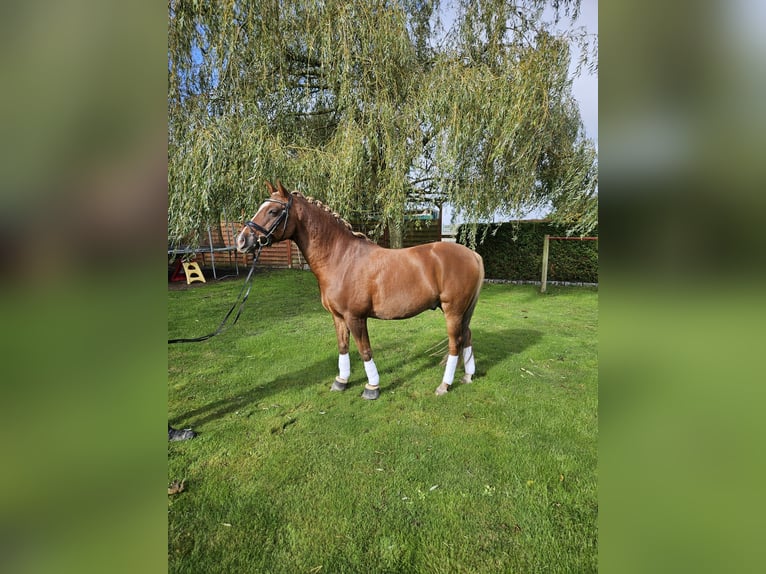 German Riding Pony Gelding 14 years Chestnut-Red in Loxstedt