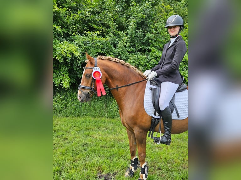 German Riding Pony Gelding 14 years Chestnut-Red in Loxstedt