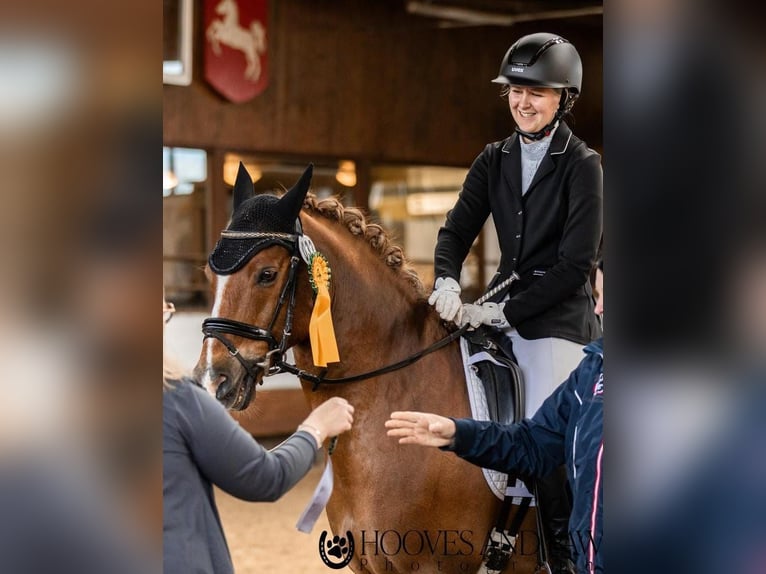 German Riding Pony Gelding 14 years Chestnut-Red in Loxstedt