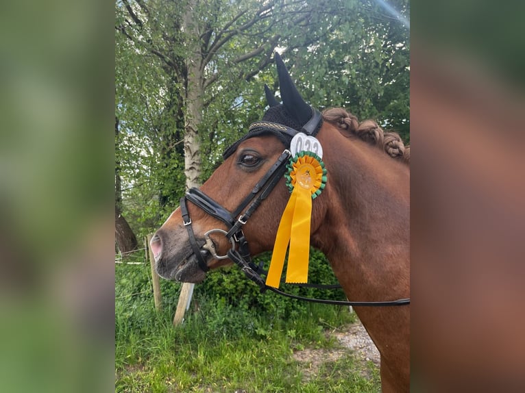 German Riding Pony Gelding 14 years Chestnut-Red in Loxstedt