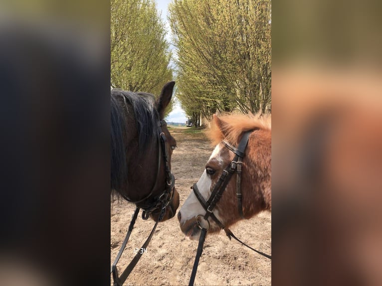 German Riding Pony Gelding 14 years in Ober-Ramstadt