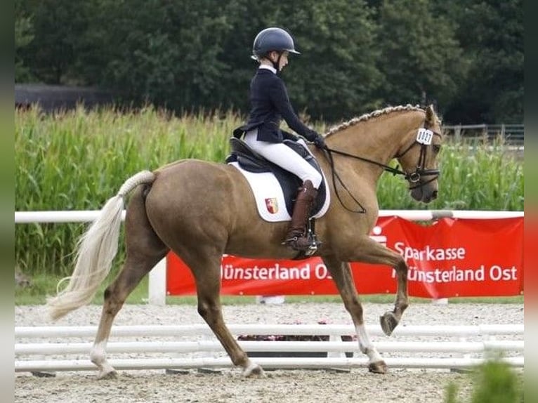 German Riding Pony Gelding 14 years Palomino in Ganderkesee