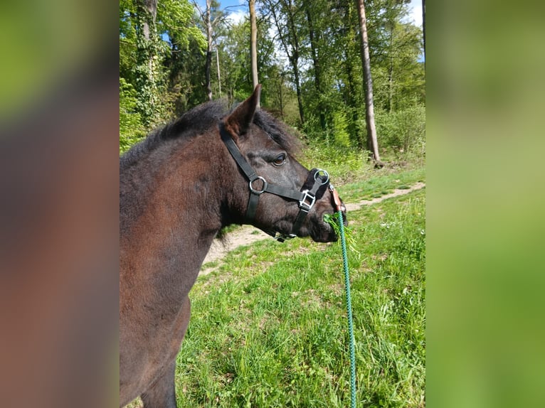 German Riding Pony Mix Gelding 15 years 12 hh  in Heilbronn