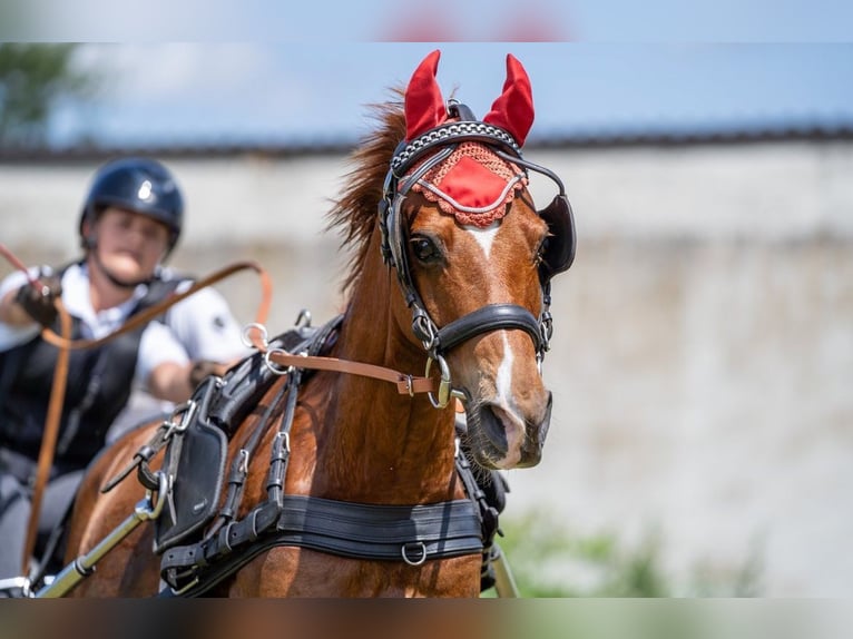 German Riding Pony Gelding 15 years 13,1 hh Chestnut-Red in Amstetten