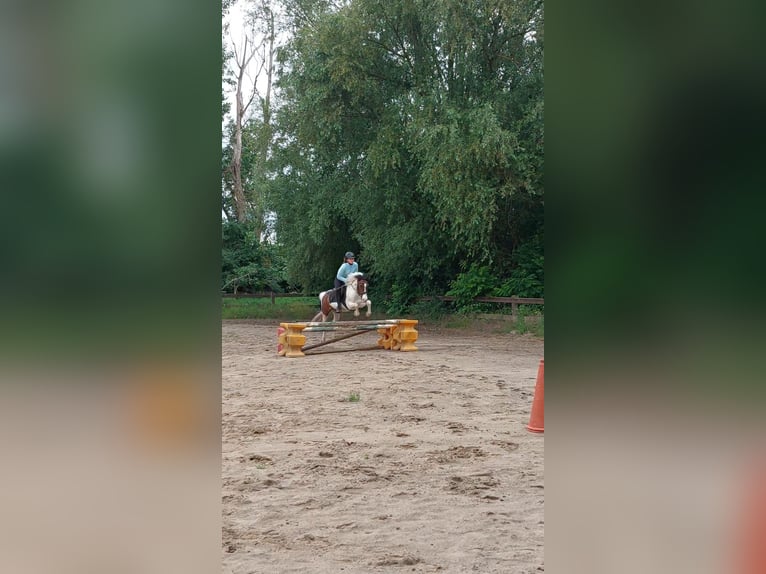 German Riding Pony Mix Gelding 15 years 13.2 hh Pinto in Altenhausen