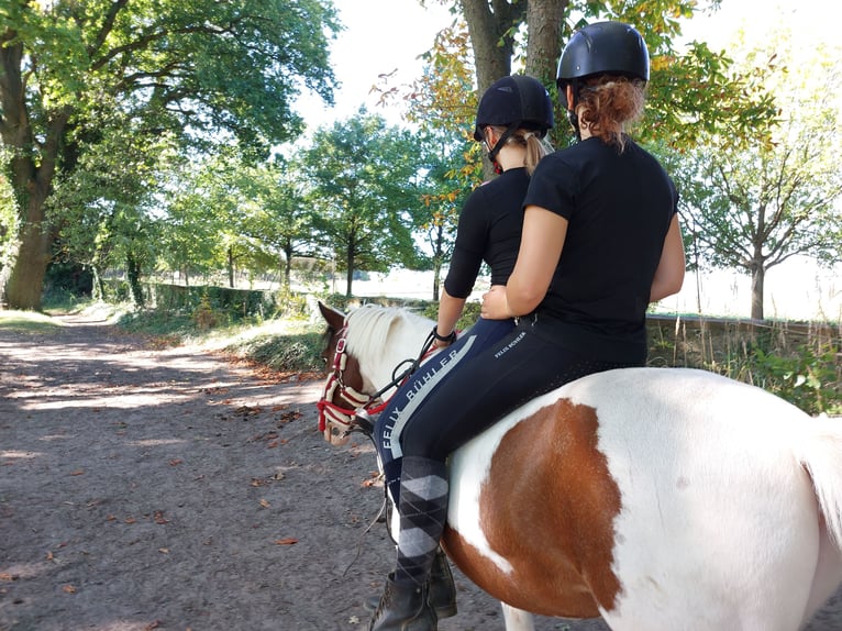 German Riding Pony Mix Gelding 15 years 13.2 hh Pinto in Altenhausen