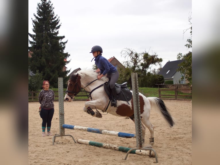German Riding Pony Mix Gelding 15 years 13.2 hh Pinto in Altenhausen