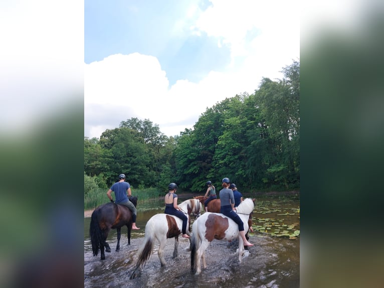 German Riding Pony Mix Gelding 15 years 13.2 hh Pinto in Altenhausen