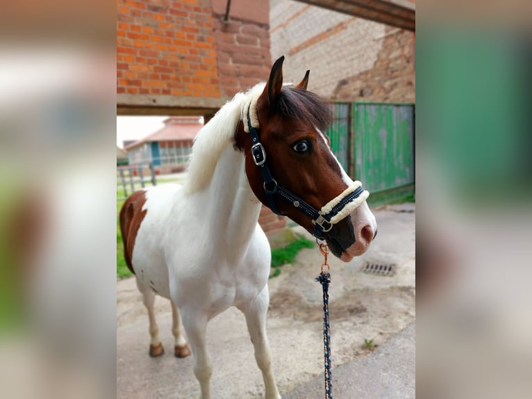 German Riding Pony Mix Gelding 15 years 13.2 hh Pinto in SAltenhausen
