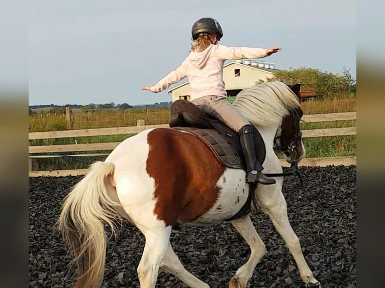 German Riding Pony Mix Gelding 15 years 13.2 hh Pinto in SAltenhausen