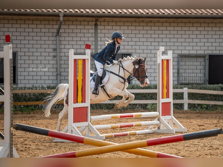 German Riding Pony Mix Gelding 15 years 13.2 hh Pinto in SAltenhausen