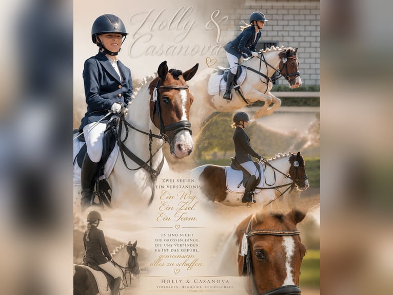 German Riding Pony Mix Gelding 15 years 13.2 hh Pinto in SAltenhausen