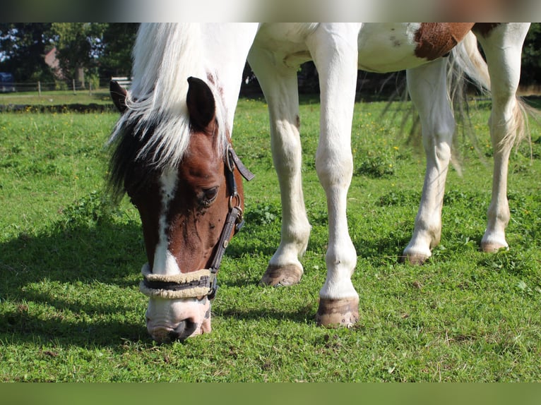 German Riding Pony Mix Gelding 15 years 13.2 hh Pinto in SAltenhausen