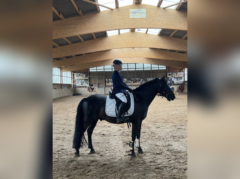 German Riding Pony Gelding 15 years 13,3 hh Black in Gilching