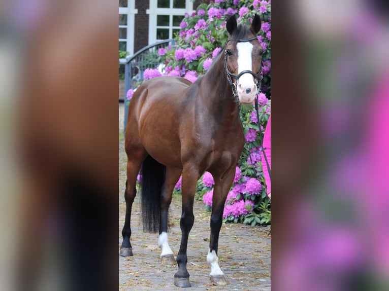 German Riding Pony Gelding 15 years 13,3 hh Brown in Edewecht