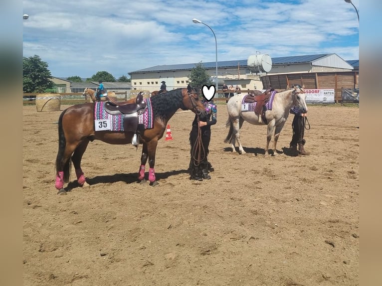 German Riding Pony Gelding 15 years 13.3 hh Brown in Mertendorf