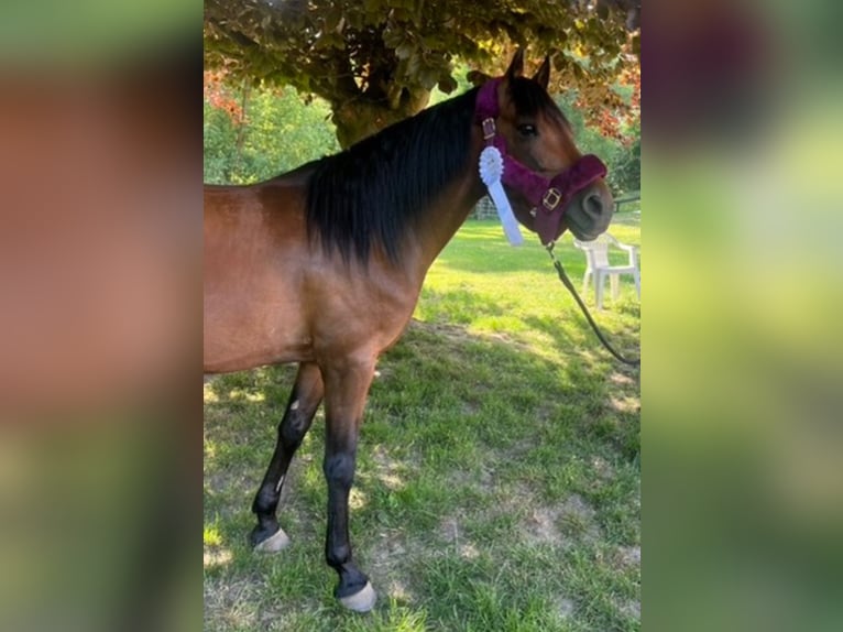 German Riding Pony Gelding 15 years 13.3 hh Brown in Mertendorf