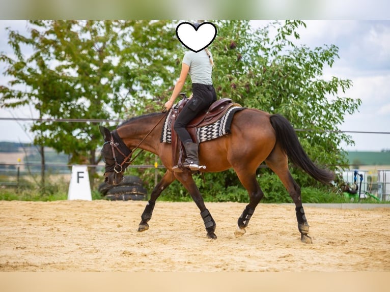 German Riding Pony Gelding 15 years 13.3 hh Brown in Mertendorf